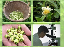 Authentic Tea Flower Extract (IITF certified)